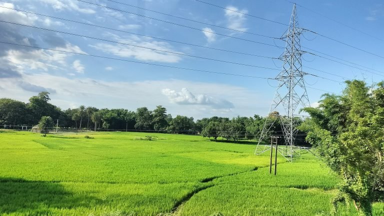 Paddy fields near Darbhanga, Bihar