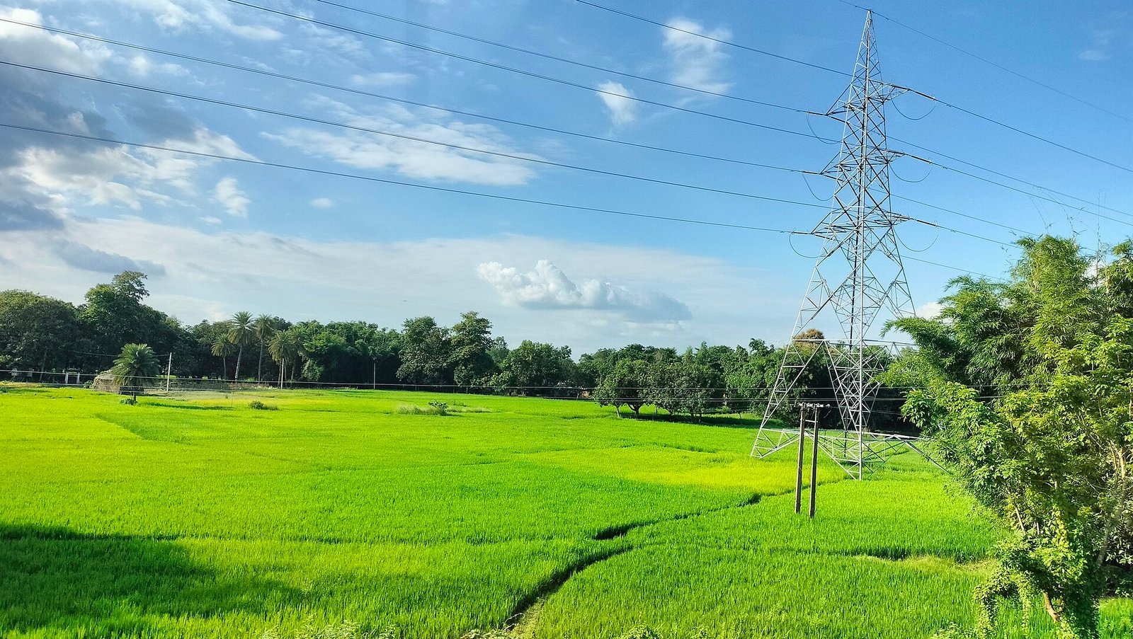 Paddy fields near Darbhanga, Bihar